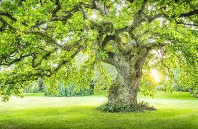 《当家主母》全集在线观看百度云资源下载免费观看高清电影阿里云盘资源下载缩略图