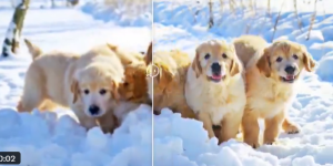 阿里云开源Vivid-VR：用AI重塑视频修复，告别闪烁抖动，让老旧影像重获新生缩略图