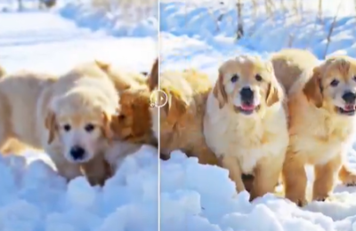 阿里云开源Vivid-VR：用AI重塑视频修复，告别闪烁抖动，让老旧影像重获新生缩略图