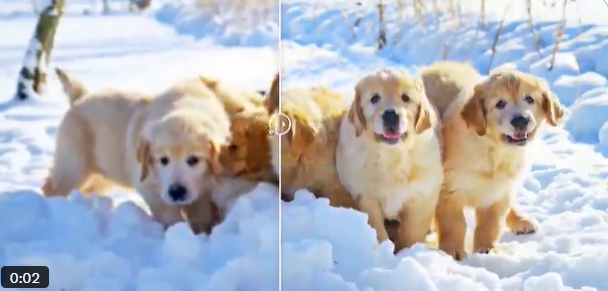 阿里云开源Vivid-VR:用AI重塑视频修复,告别闪烁抖动,让老旧影像重获新生插图 阿里云开源Vivid-VR:用AI重塑视频修复,告别闪烁抖动,让老旧影像重获新生插图