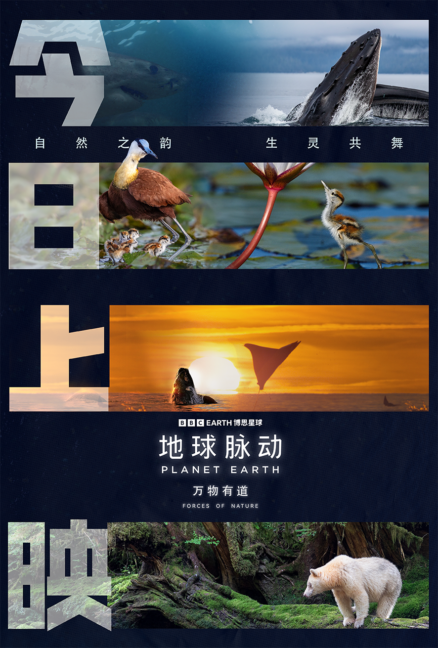 《地球脉动:万物有道》百度云网盘资源下载【高清】免费迅雷下载地址插图 《地球脉动:万物有道》百度云网盘资源下载【高清】免费迅雷下载地址插图