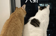 吉利搞AI终端有新动作：一个月拉起200人团队，把华为小米荣耀的人全挖来了缩略图