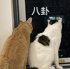 吉利搞AI终端有新动作：一个月拉起200人团队，把华为小米荣耀的人全挖来了缩略图