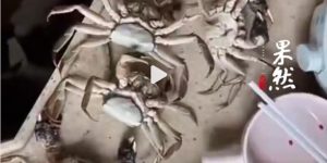 顾客用AI造假螃蟹损坏图骗退款，被拘8天还追回全款缩略图